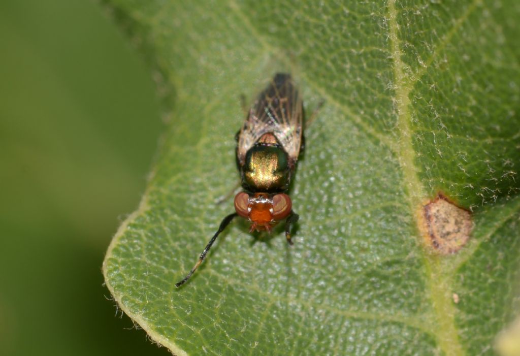 Agromyzidae ?  No, Ulididae: Physiphora alceae